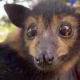 Orphaned Baby Bat Is Flying With A New Colony Now