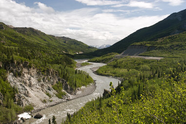 Nenana River in central Alaska surrounded by forest