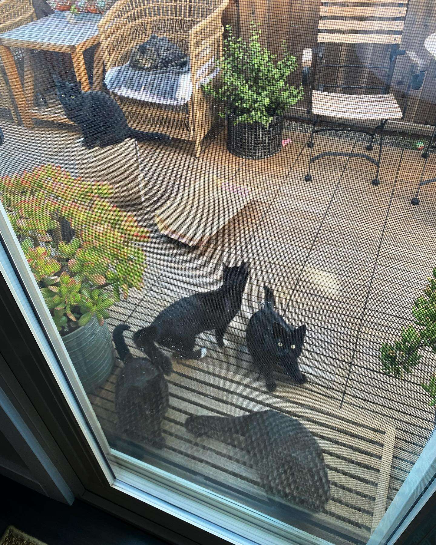 stray cats swarm woman's yard