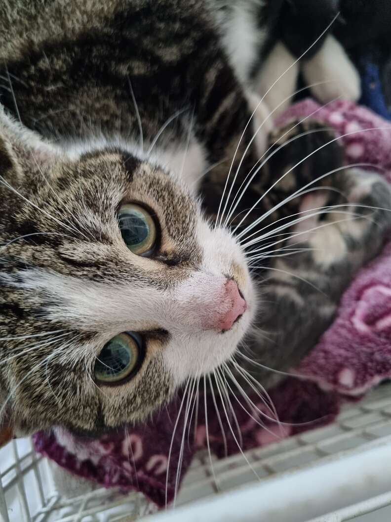 cat and kittens