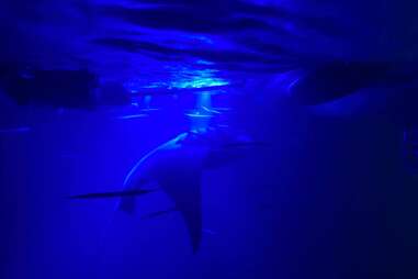 manta ray underwater at night