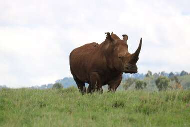 a rhino on a hill