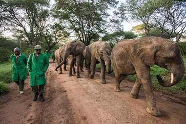 wildlife rangers walking alongside elephants