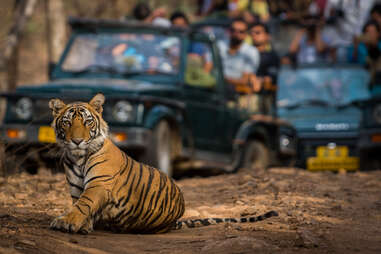 a beautiful tiger poses in front of safari trucks