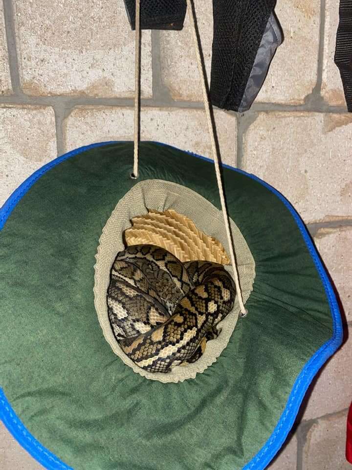 snake in a hat