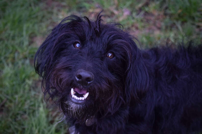 dog needs a home