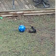 Camera Catches Squirrel Having A Blast With Kid’s Toy Left In Yard