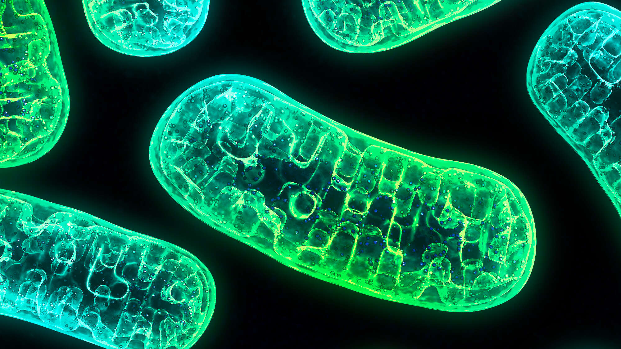 Mitochondria Aren't Just the Powerhouse of the Cell