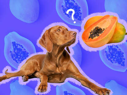 Is papaya safe for dogs hotsell