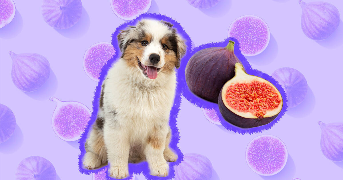 can dogs eat unripe figs