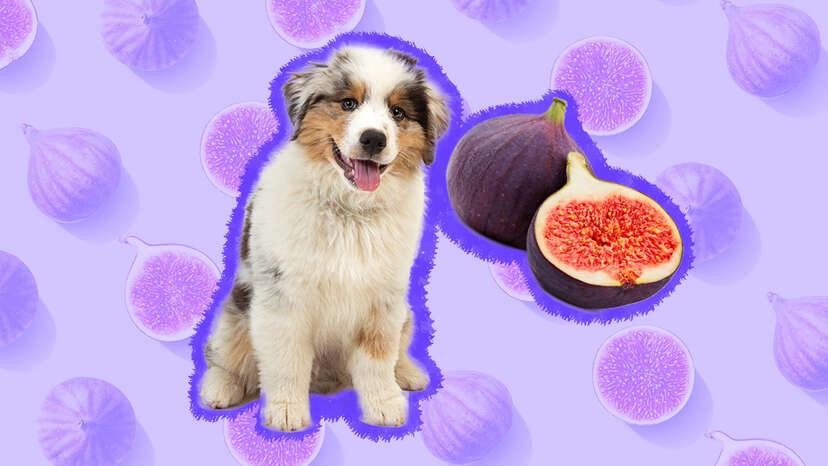 Can Dogs Eat Figs Canine Nutritionists Weigh In DodoWell The