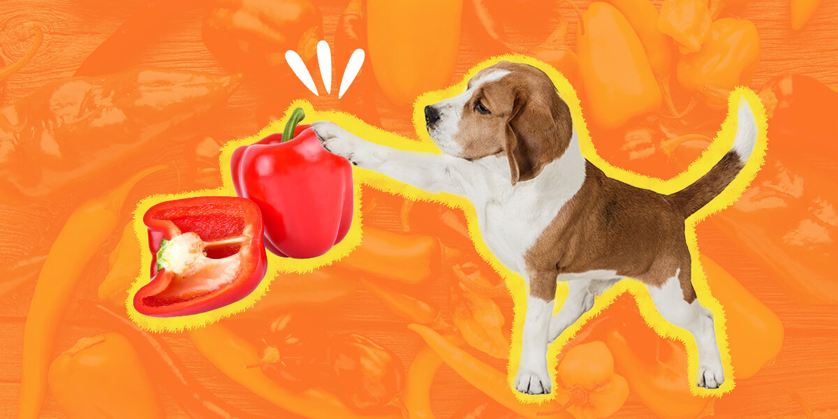 Are bell peppers hot sale safe for dogs