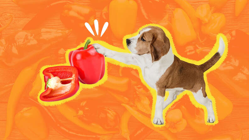 Can dogs eat 2024 sweet peppers