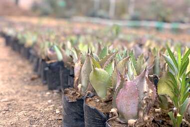 Agave seedlings