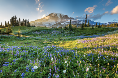 an expansive wildflower field in front of a mountain