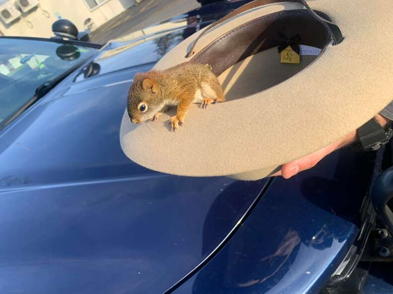 baby tree squirrel