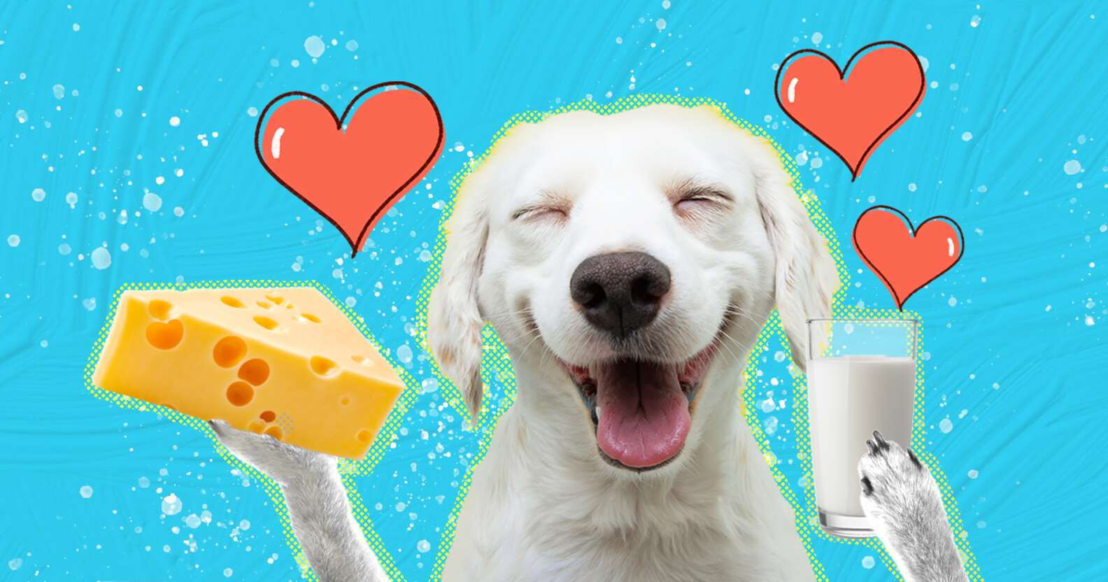 Are Dogs Lactose Intolerant Here s How To Tell DodoWell The Dodo Are dogs lactose intolerant here s how to tell dodowell the dodo