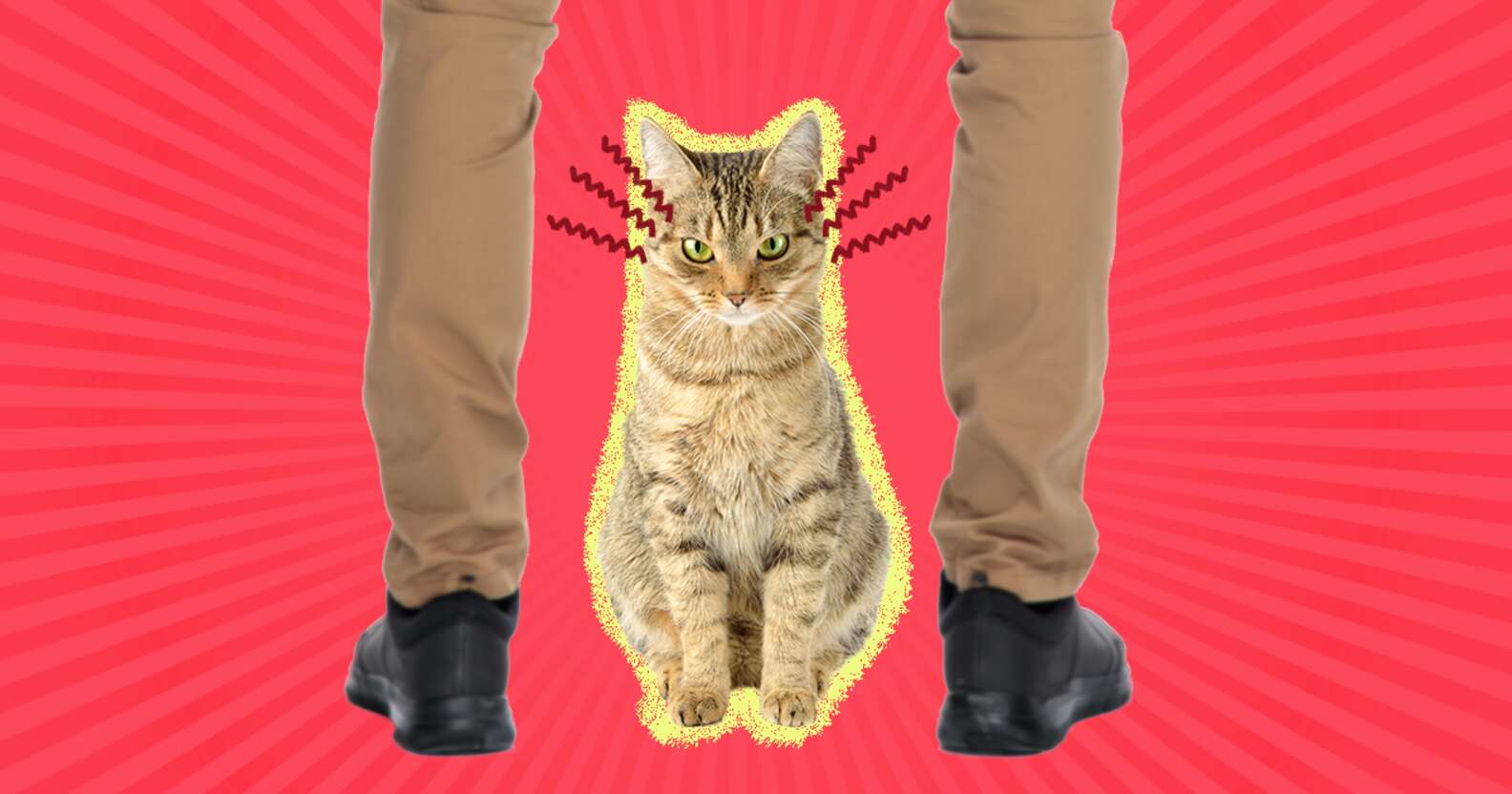 Why Does My Cat Hate Me How To Understand Your Cat s Moodiness why-does-my-cat-hate-me-how-to-understand-your-cat-s-moodiness