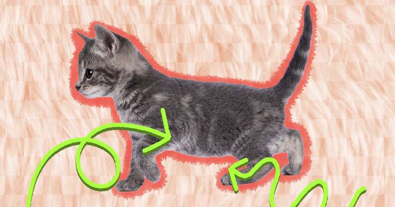 Female cat best sale pouch