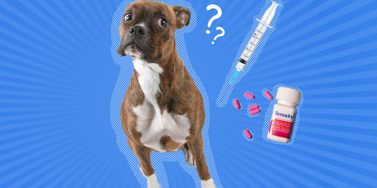 Injectable benadryl for store dogs