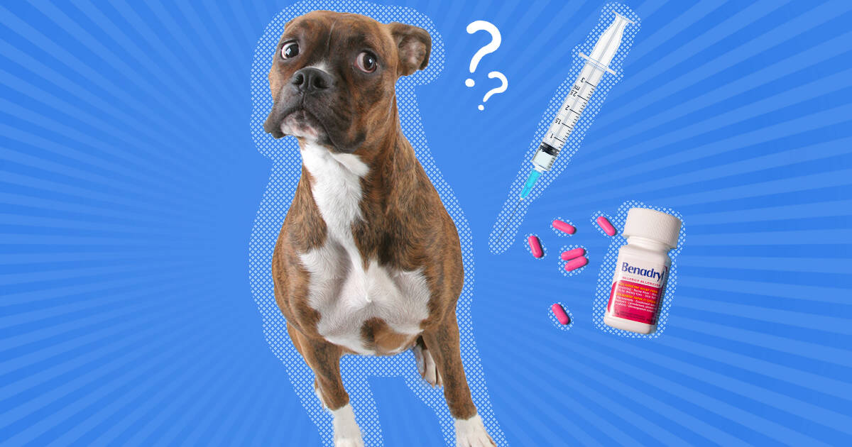 what can you give a dog for allergy