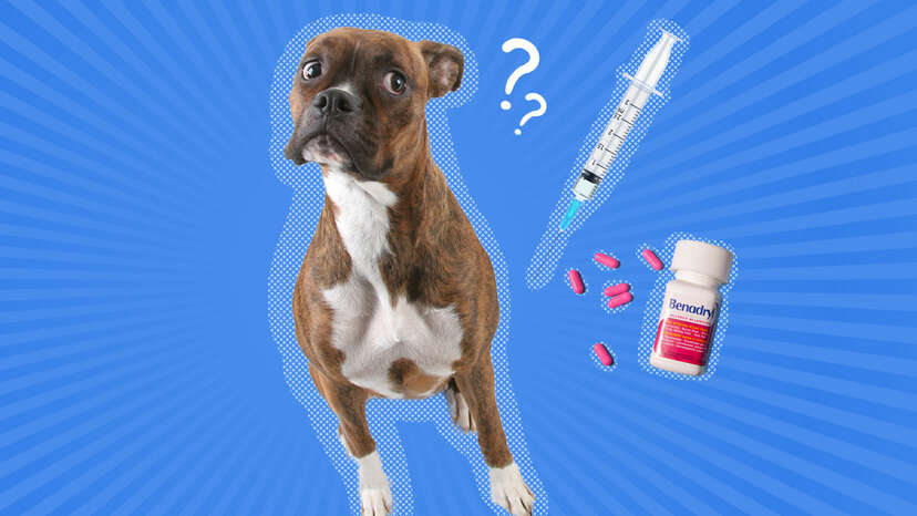 Dog allergies outlet treatment benadryl