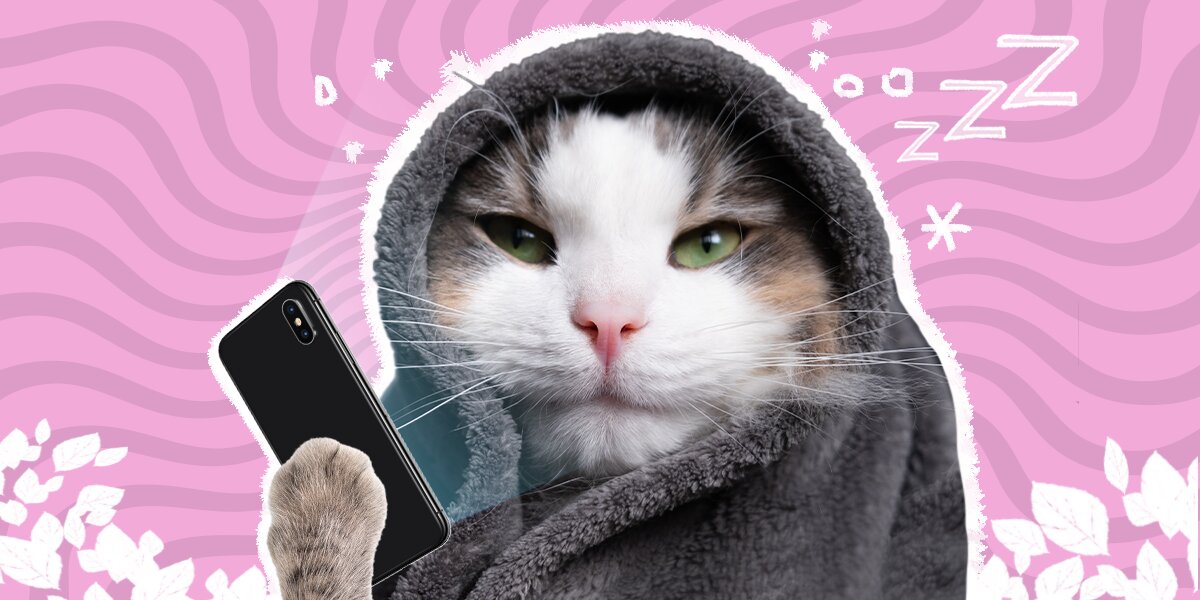 How to entertain a bored cat hotsell