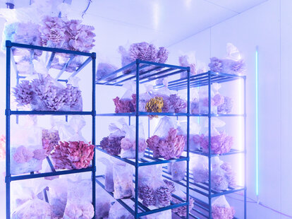 smallhold mushroom farm