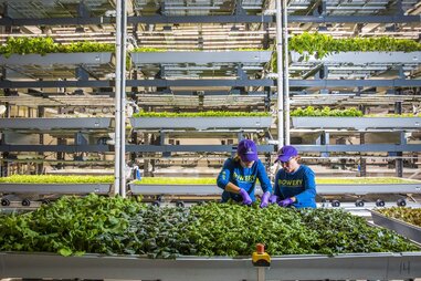 two women sifting through greens indoor farm