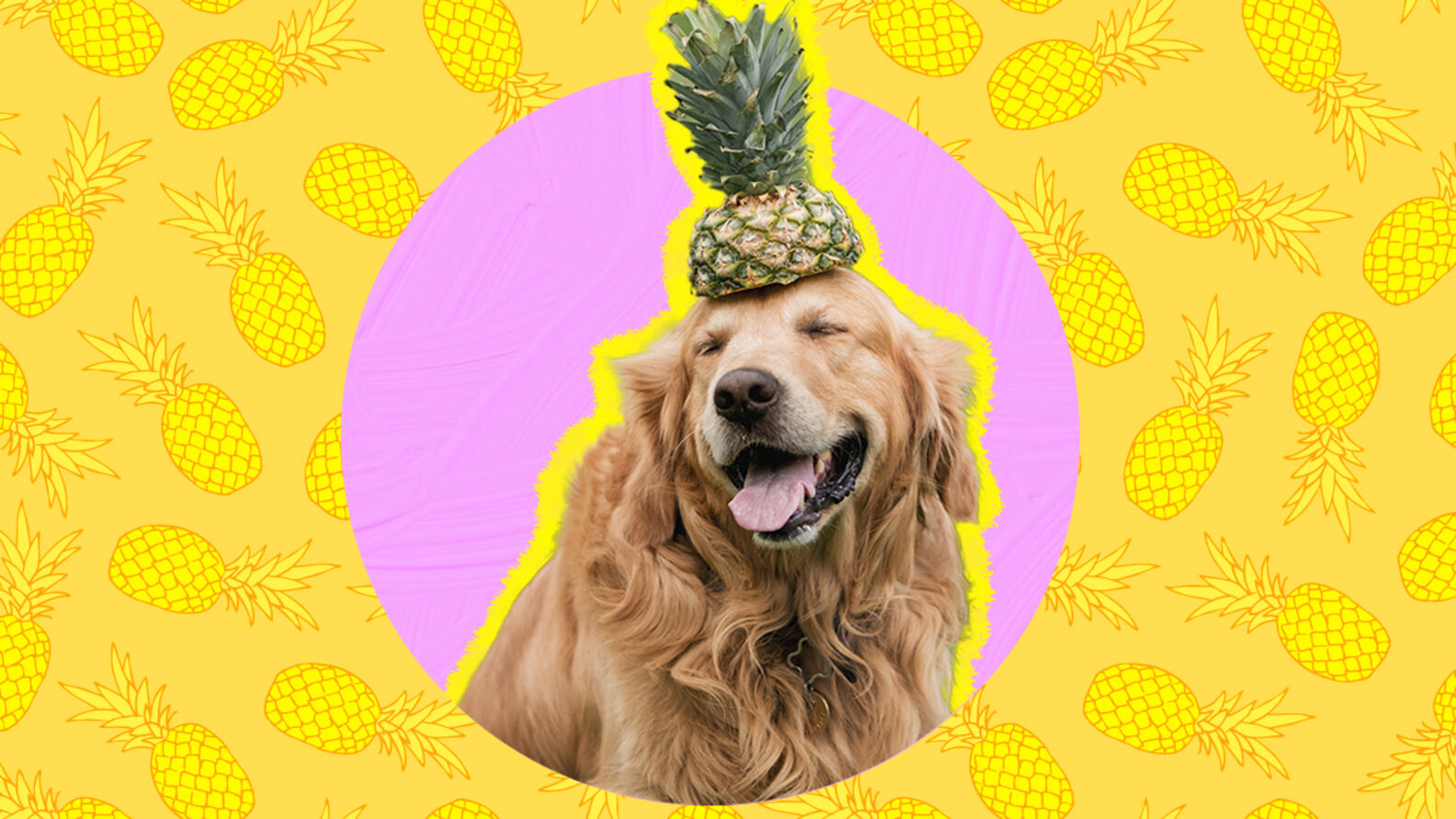 Can Dogs Eat Pineapple? And What Amount Is Safe? DodoWell The Dodo