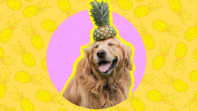 dog with a pineapple on head