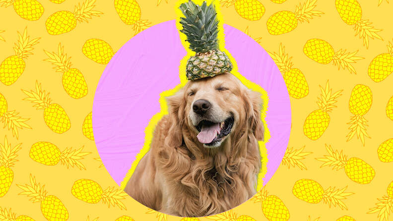 Dogs can eat shop pineapple