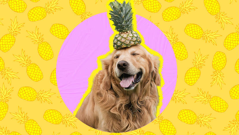 Can Dogs Eat Pineapple And What Amount Is Safe DodoWell The Dodo