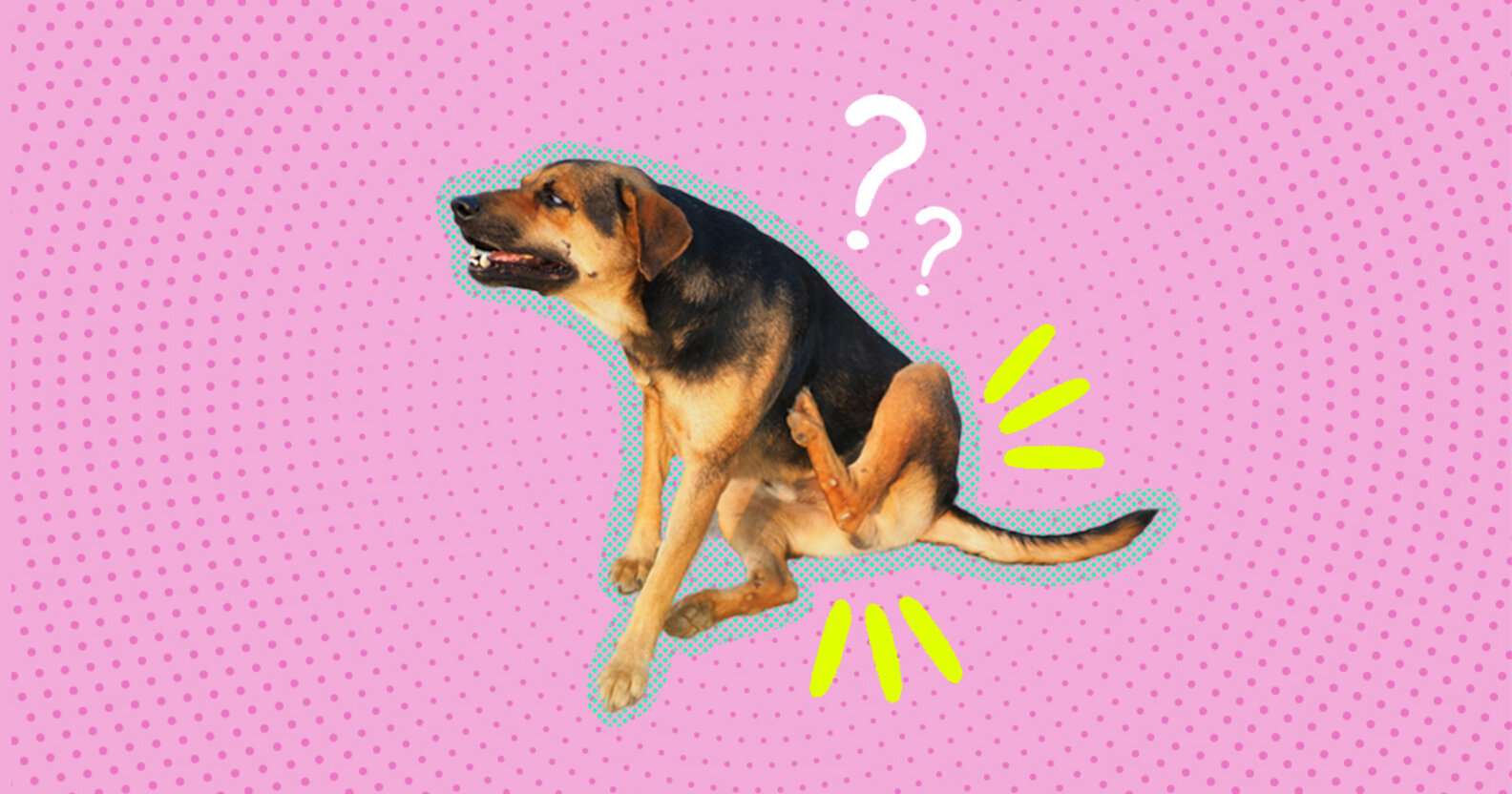 Here’s Why Your Dog Is Scooting His Butt, According To A Vet DodoWell