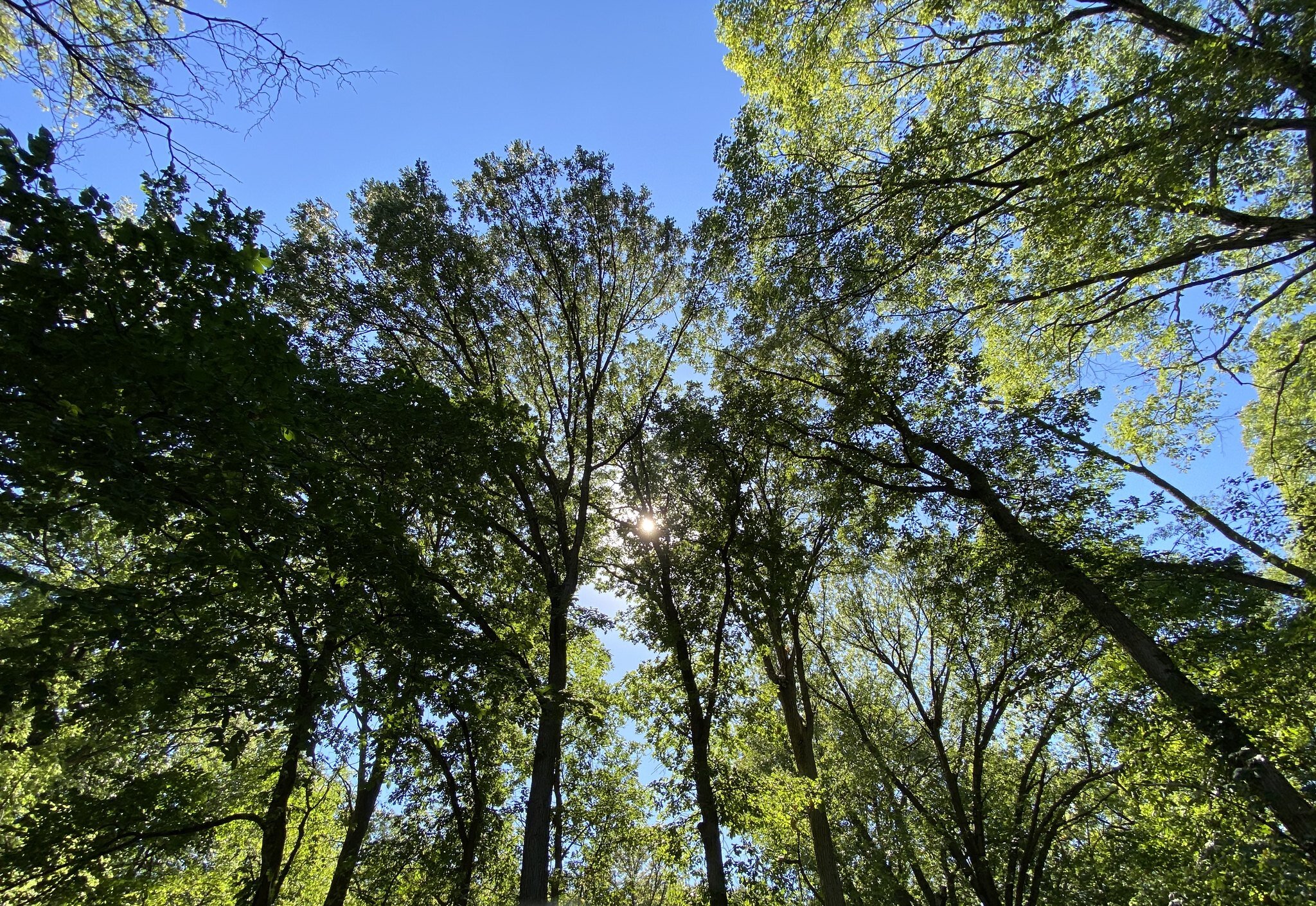 La Bagh Woods (Cook County Forest Preserve)