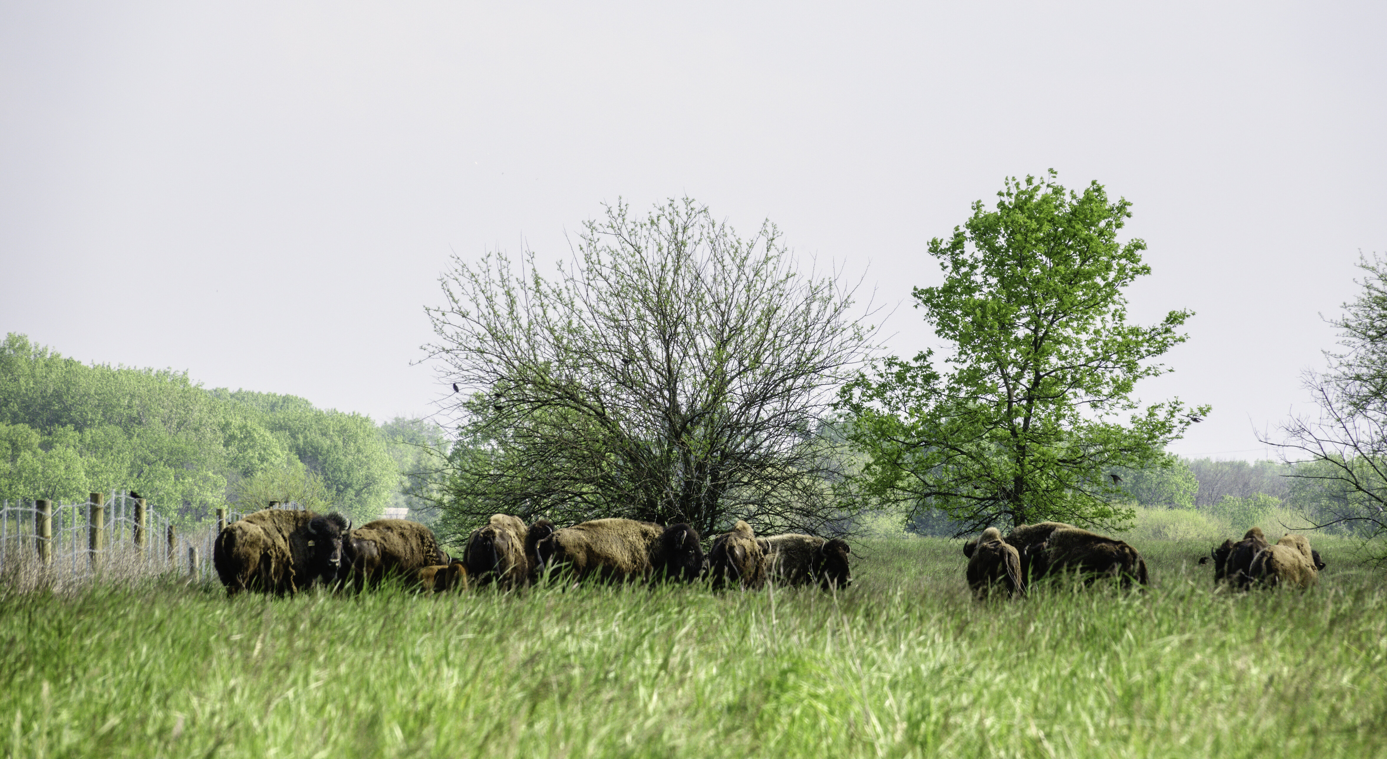 Midewin National Tallgrass Prairie