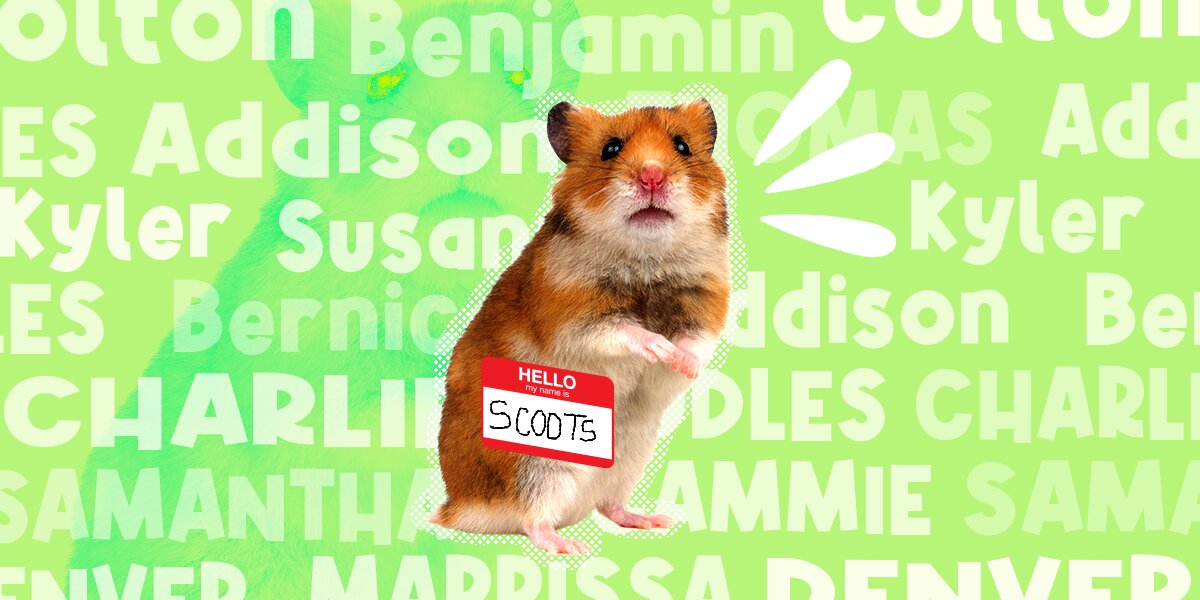 Good hamster deals names