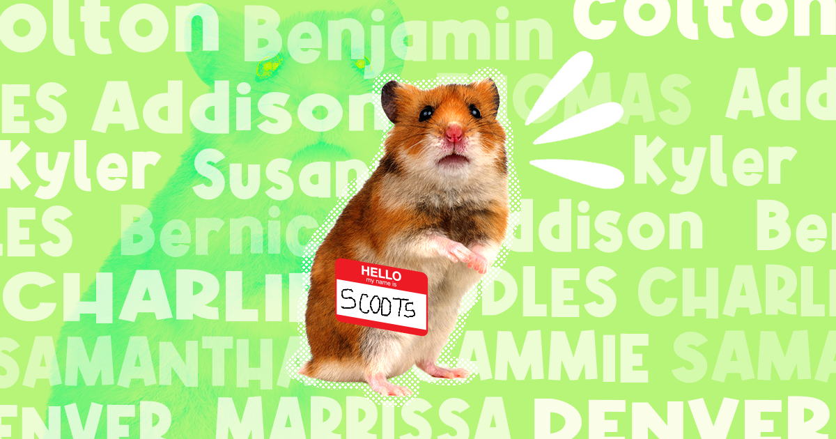 Animals Vs Girl Xhmaster - 100+ Hamster Names For Every Personality - DodoWell - The Dodo