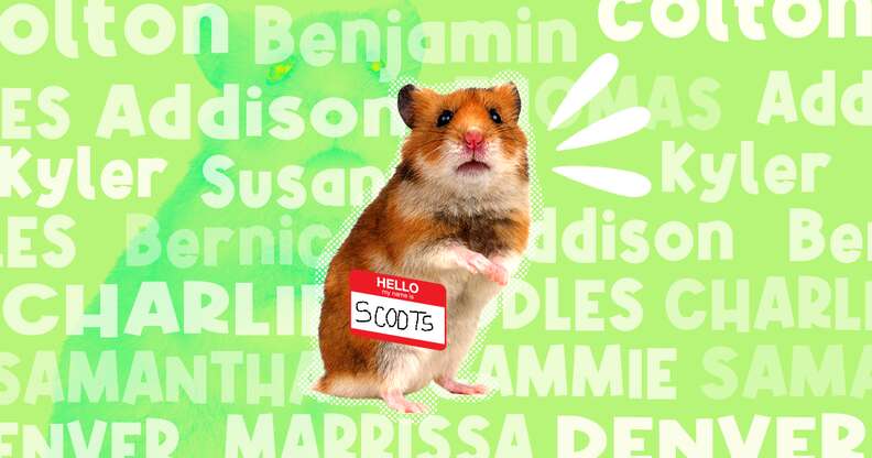 Syrian Hamsters in Singapore: Care & Prices [+ Expert Tips]