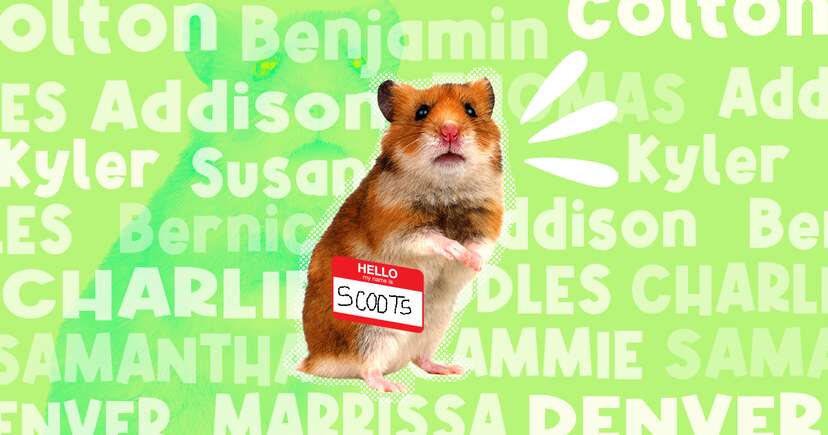 100+ Hamster Names For Every Personality - DodoWell - The Dodo