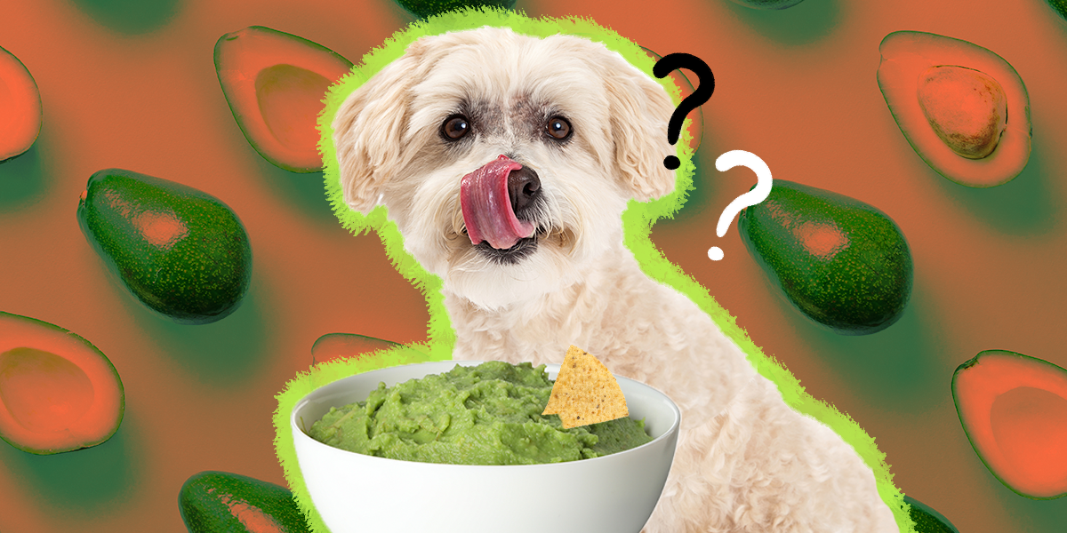 Can Dogs Eat Avocado? And What Amount Is Safe DodoWell The Dodo