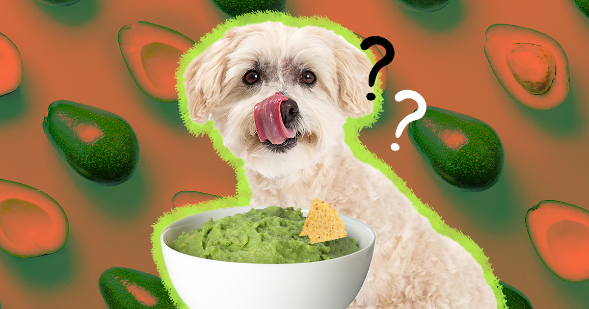 Can Dogs Eat Avocado And What Amount Is Safe DodoWell The Dodo