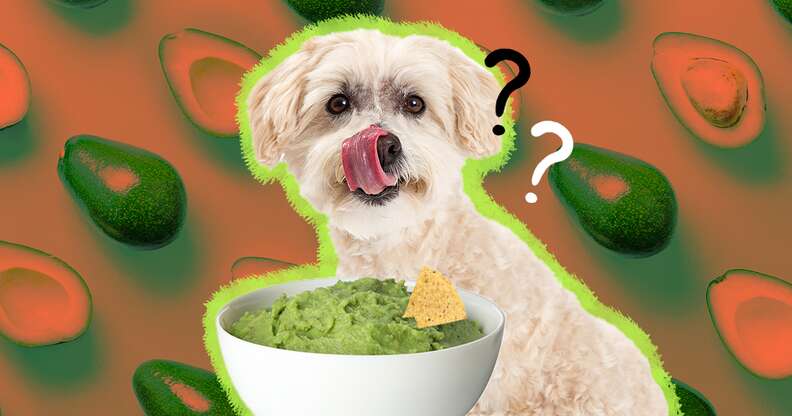 Can i feed 2024 my dog avocado