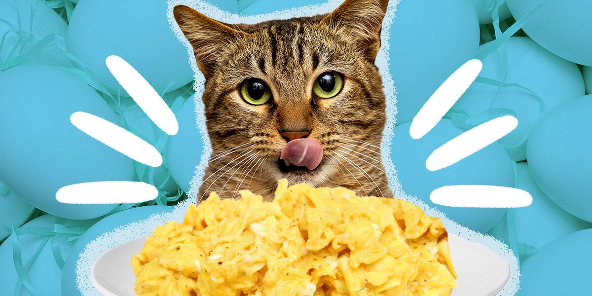 Can you give a cat raw egg best sale
