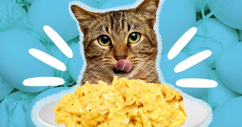 Can i give my cat a raw egg outlet