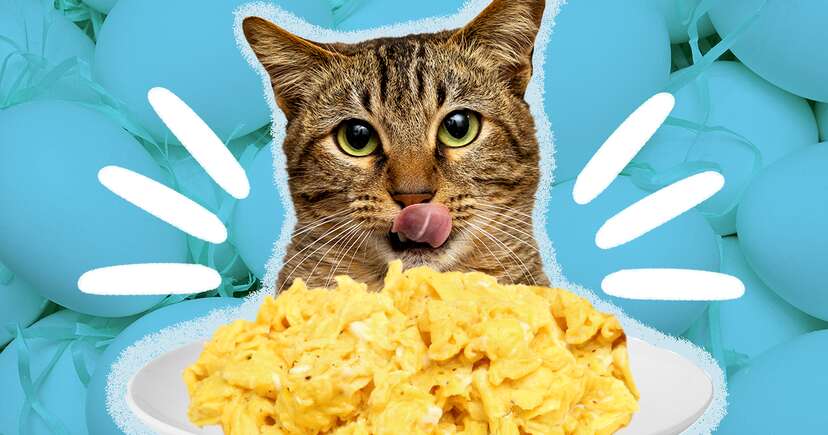 Do cats eat scrambled eggs hotsell