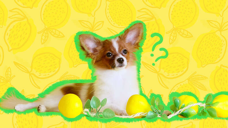 What to do if your dog 2025 eats a lemon