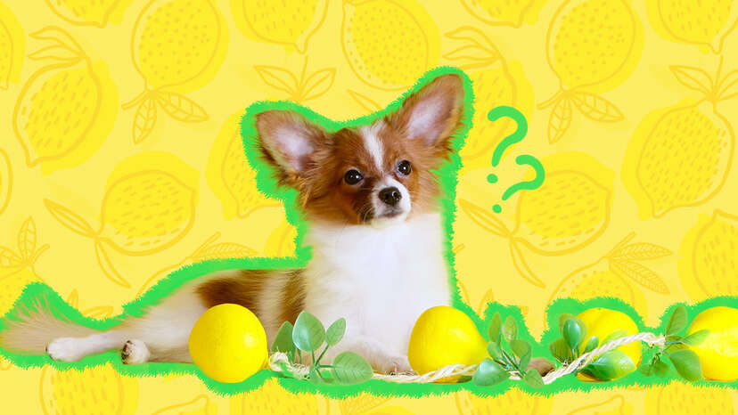 can dogs eat lemon italian ice