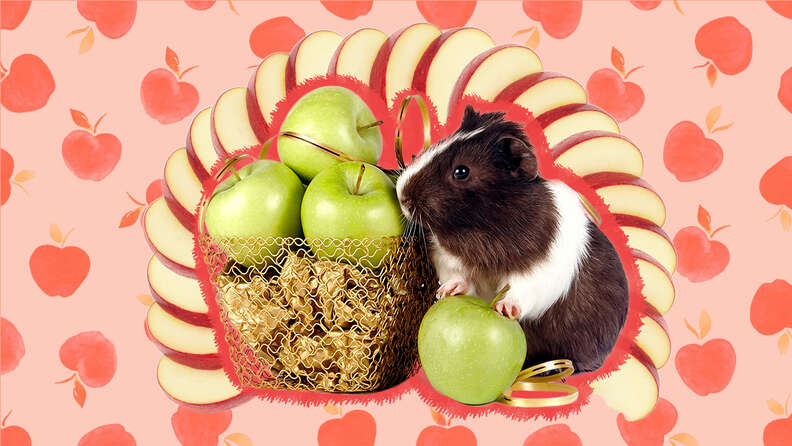 Can guinea store pigs eat apples