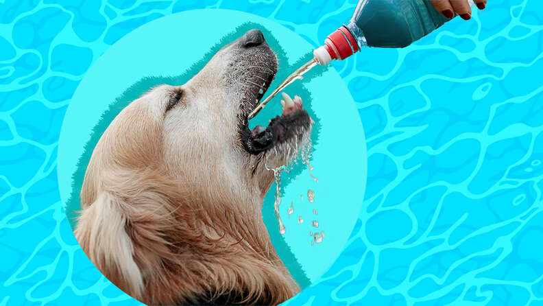 The Importance of Water for Pets and Avoiding Pet Dehydration